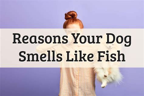 Why does my House Smell like Fish: 8 Possible Reasons